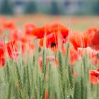 Mohn im Gerstenfeld