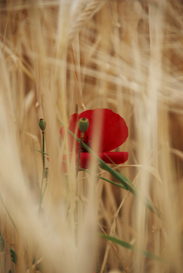 Mohn im Gerstenfeld