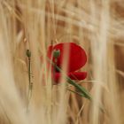 Mohn im Gerstenfeld