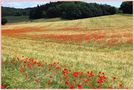 Mohn im Gerstenfeld von Hermann Mich 