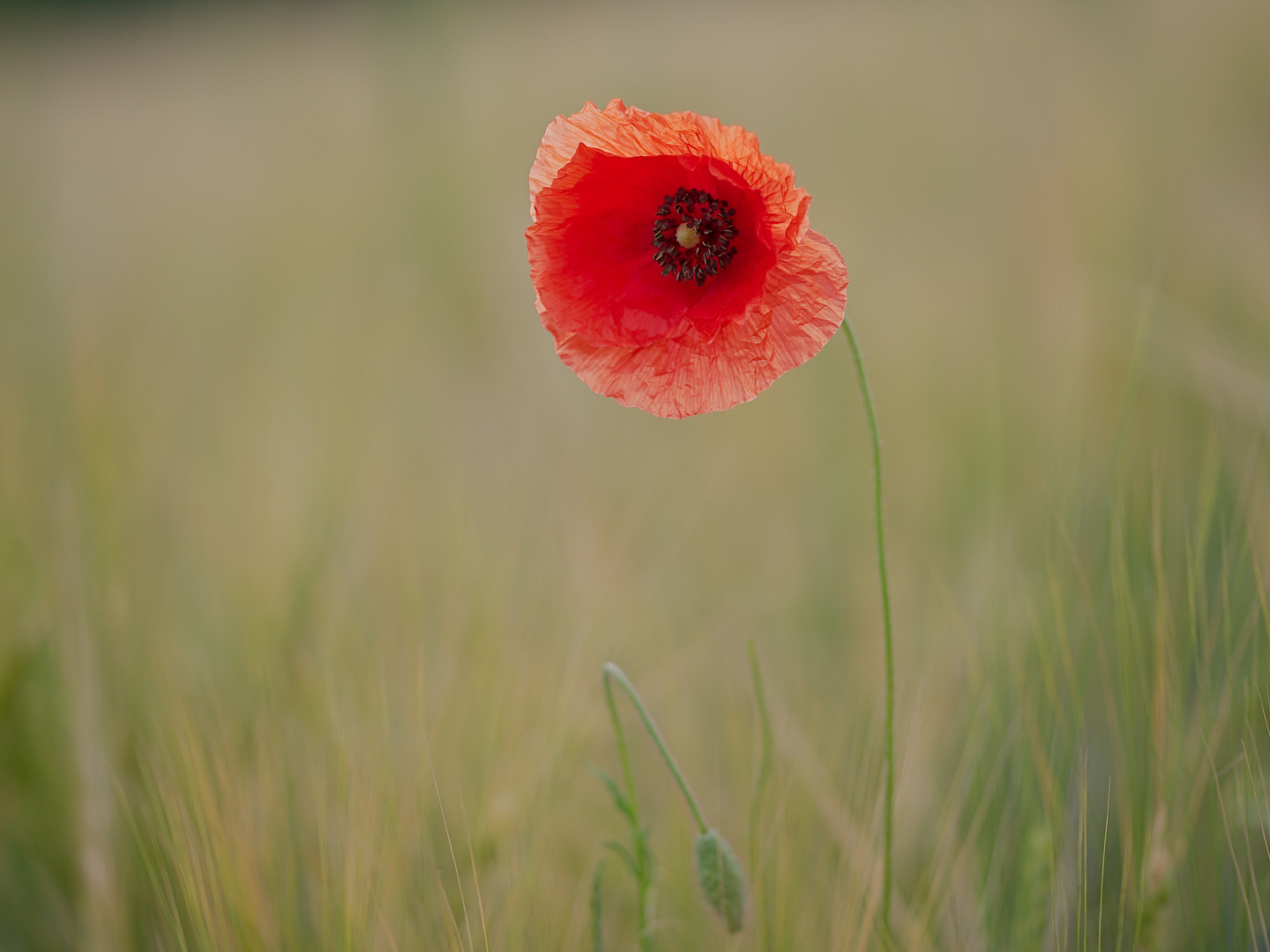 Mohn im Gerstenfeld