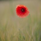 Mohn im Gerstenfeld