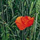 Mohn im Gerstenfeld