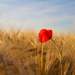 Mohn im Gerstenfeld