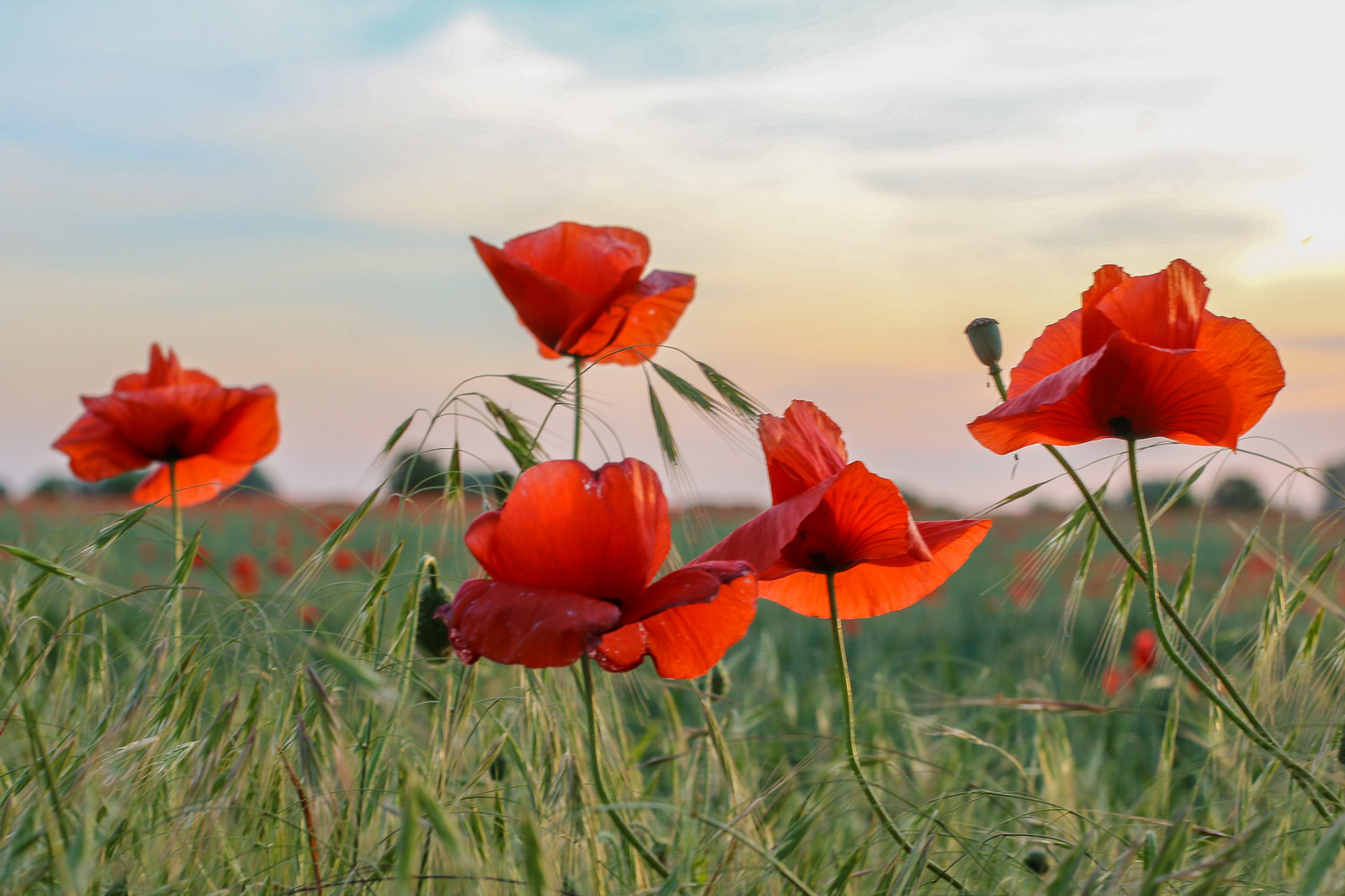 Mohn im Gerstenfeld