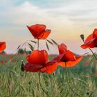 Mohn im Gerstenfeld