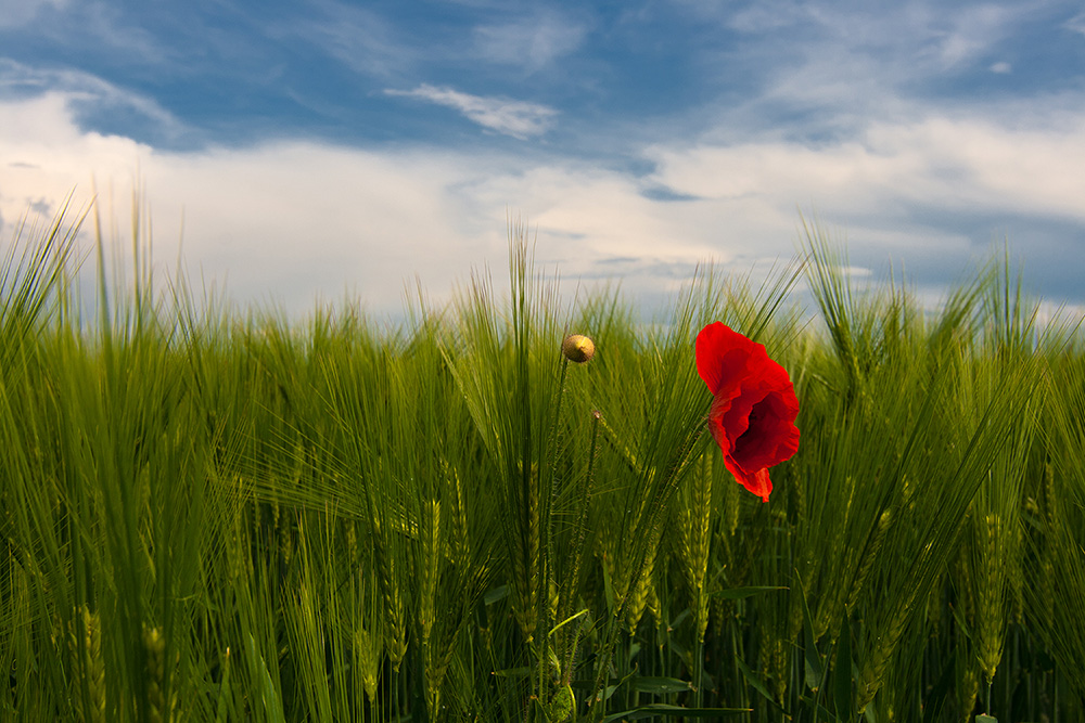 MOHN IM GERSTENFELD