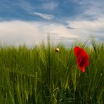 MOHN IM GERSTENFELD