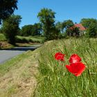 Mohn im Gerstenfeld