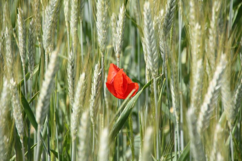 Mohn im Gerstenfeld