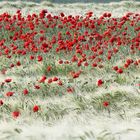 Mohn im Gerstenfeld