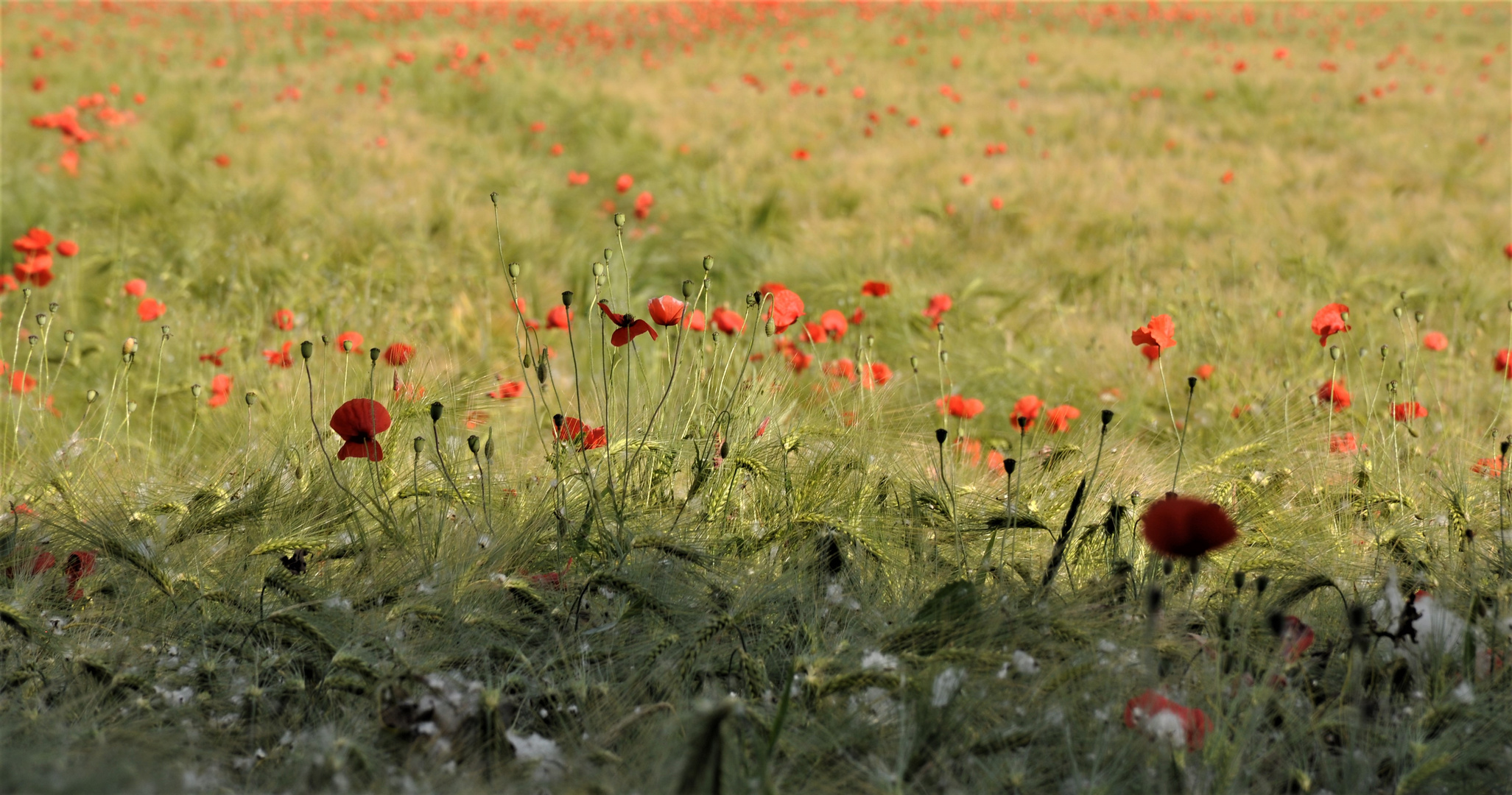 Mohn im Gerstenfeld