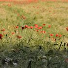 Mohn im Gerstenfeld