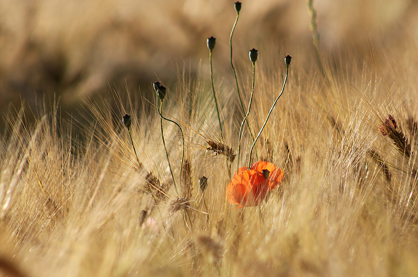 Mohn im Gerstenfeld