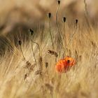 Mohn im Gerstenfeld