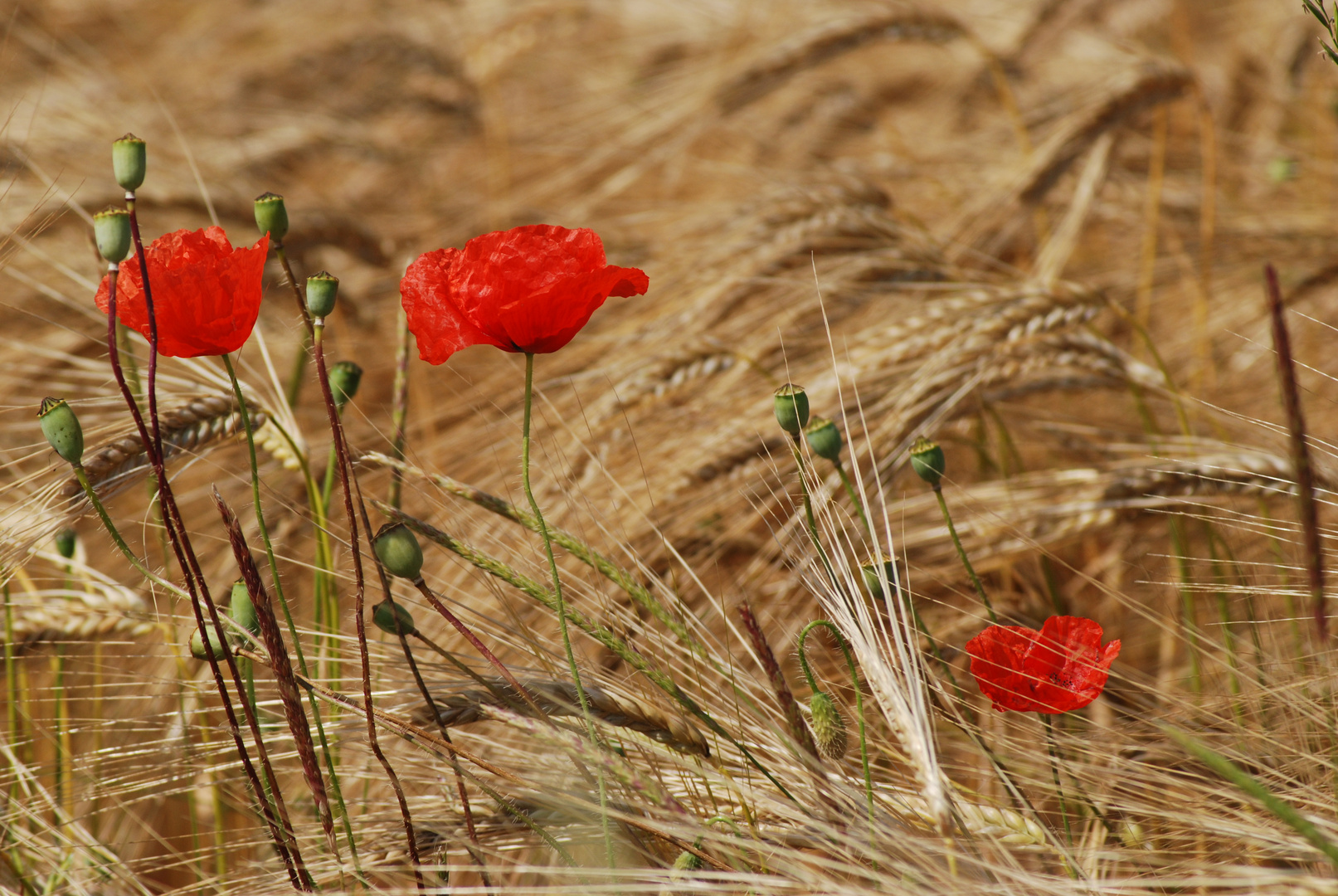 Mohn im Getreide