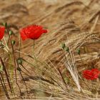 Mohn im Getreide