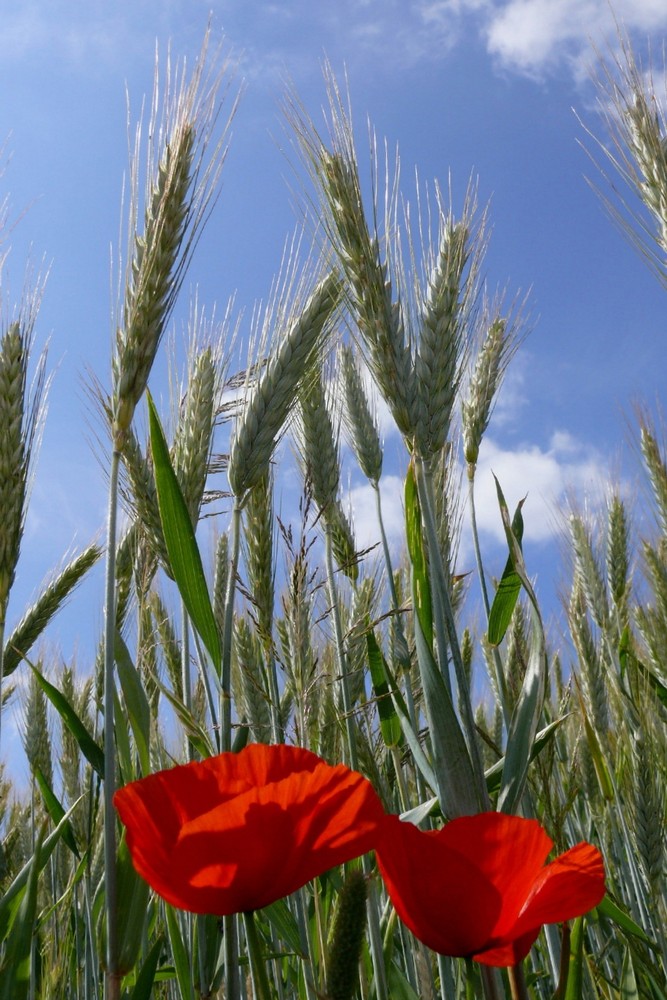 Mohn im Getreide