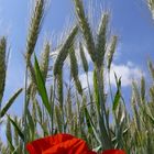 Mohn im Getreide