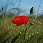 Mohn im Getreide