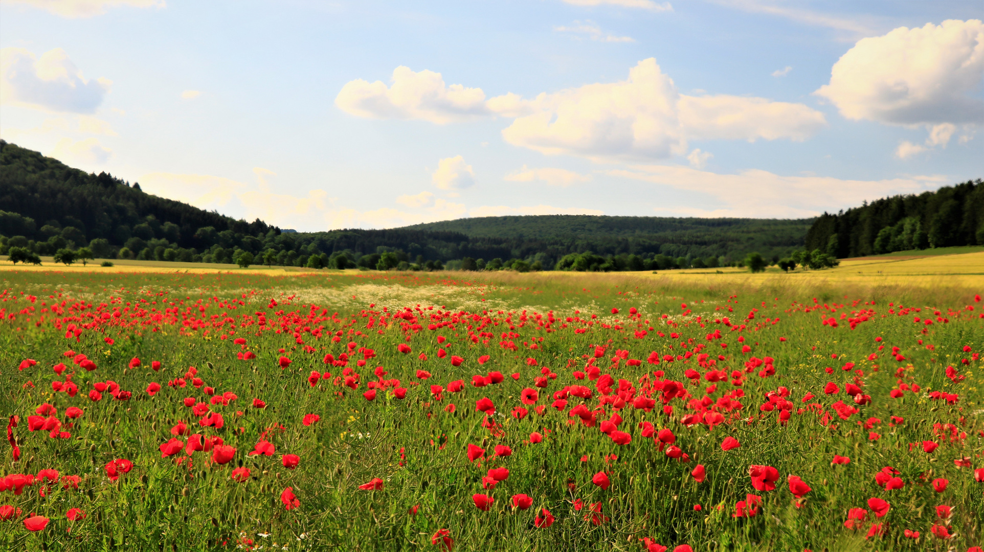 Mohn im Getreide 