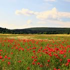 Mohn im Getreide 