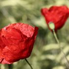 Mohn im Getreide