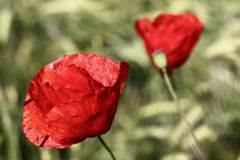 Mohn im Getreide