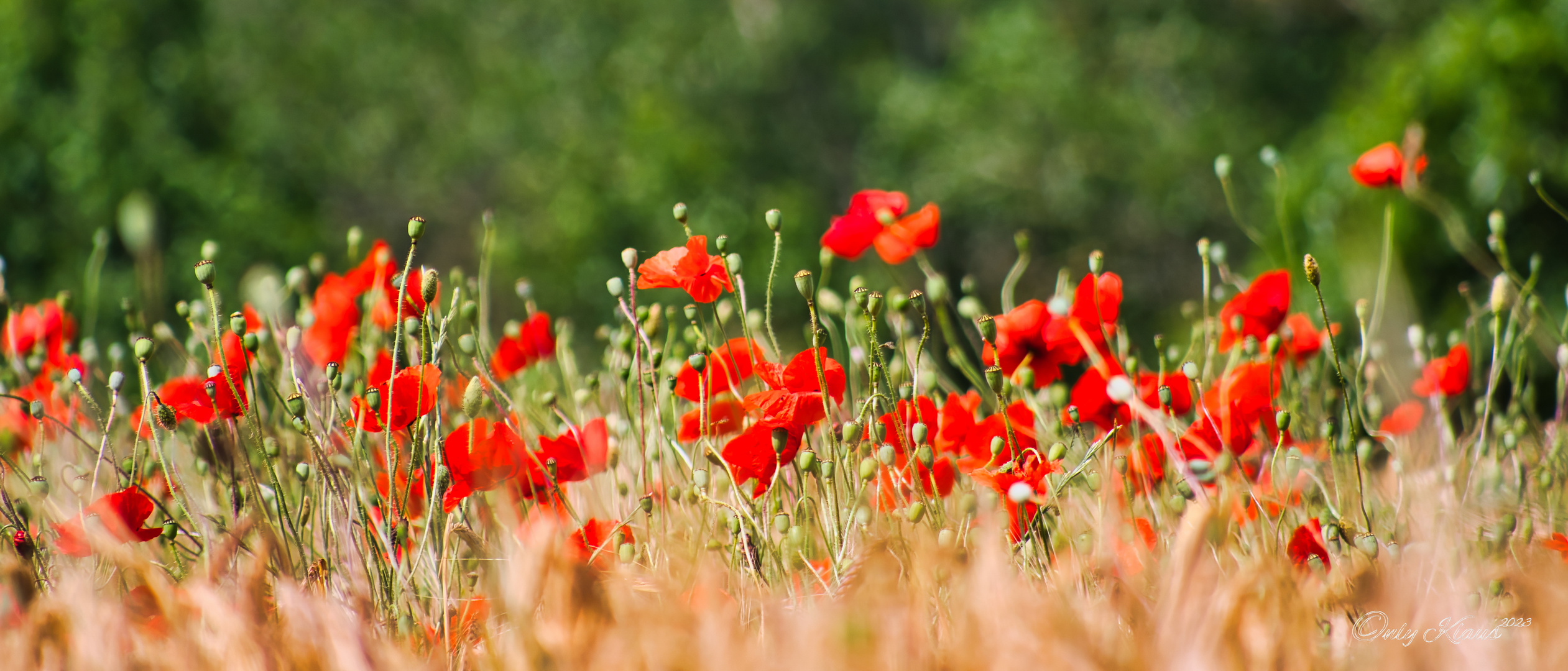 Mohn im Getreide