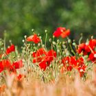 Mohn im Getreide