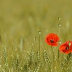 Mohn im Getreide