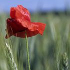 mohn-im-Getreide