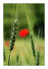 Mohn im Getreide-Feld