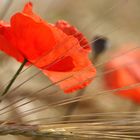 Mohn im Getreidefeld