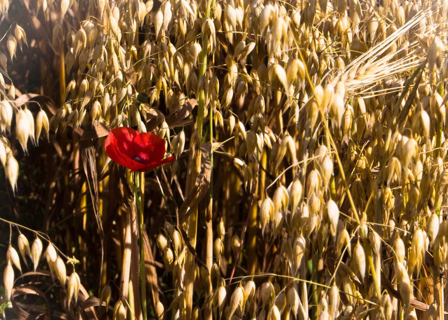 Mohn im Getreidefeld