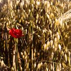 Mohn im Getreidefeld