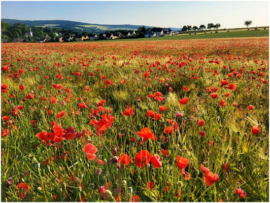 Mohn im Getreidefeld...