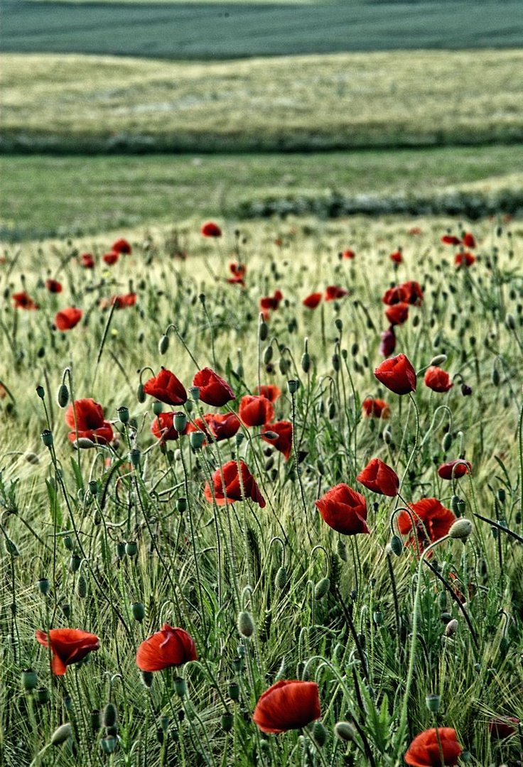 Mohn im Getreidefeld