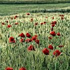 Mohn im Getreidefeld