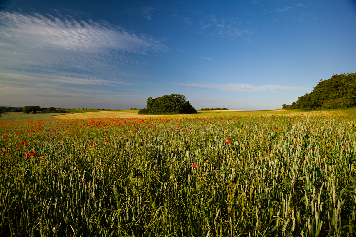 Mohn im Getreidefeld 2