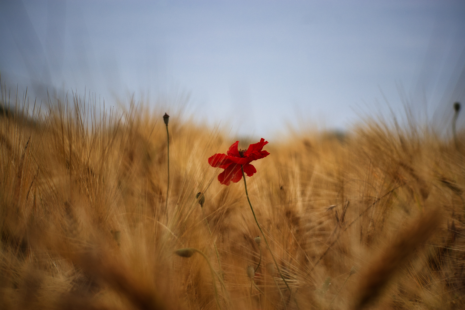 Mohn im Getreidefeld