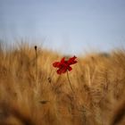 Mohn im Getreidefeld