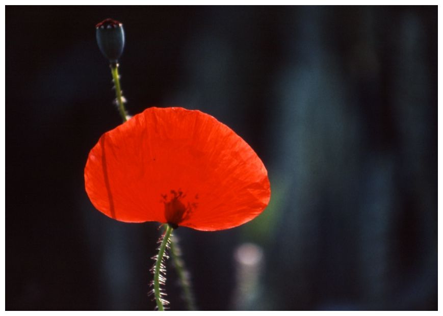 Mohn im Getreidefeld