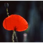 Mohn im Getreidefeld