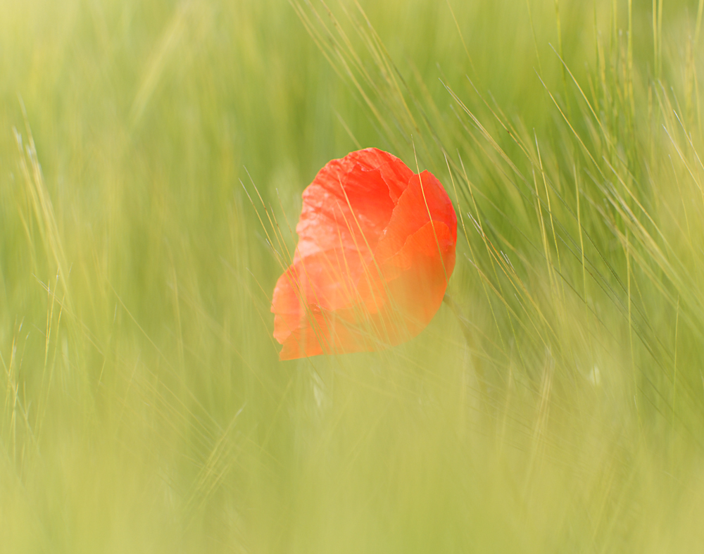 Mohn im Getreidefeld