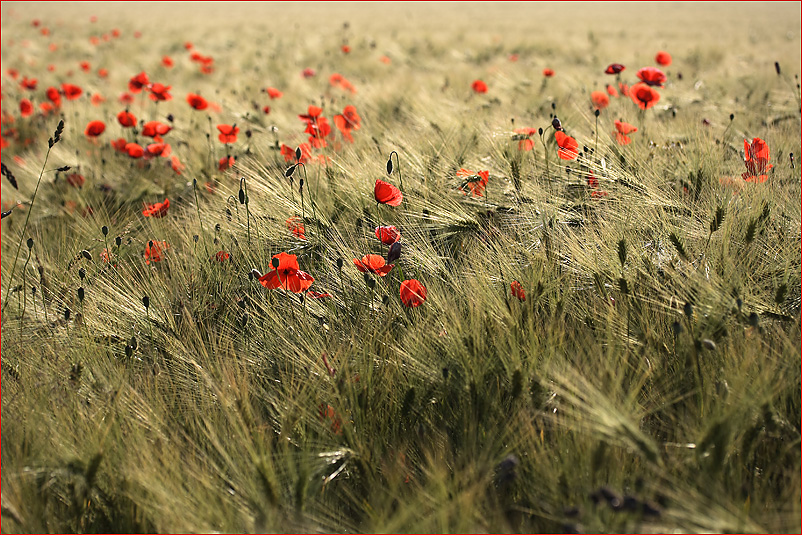 Mohn im Getreidefeld