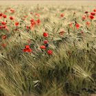 Mohn im Getreidefeld