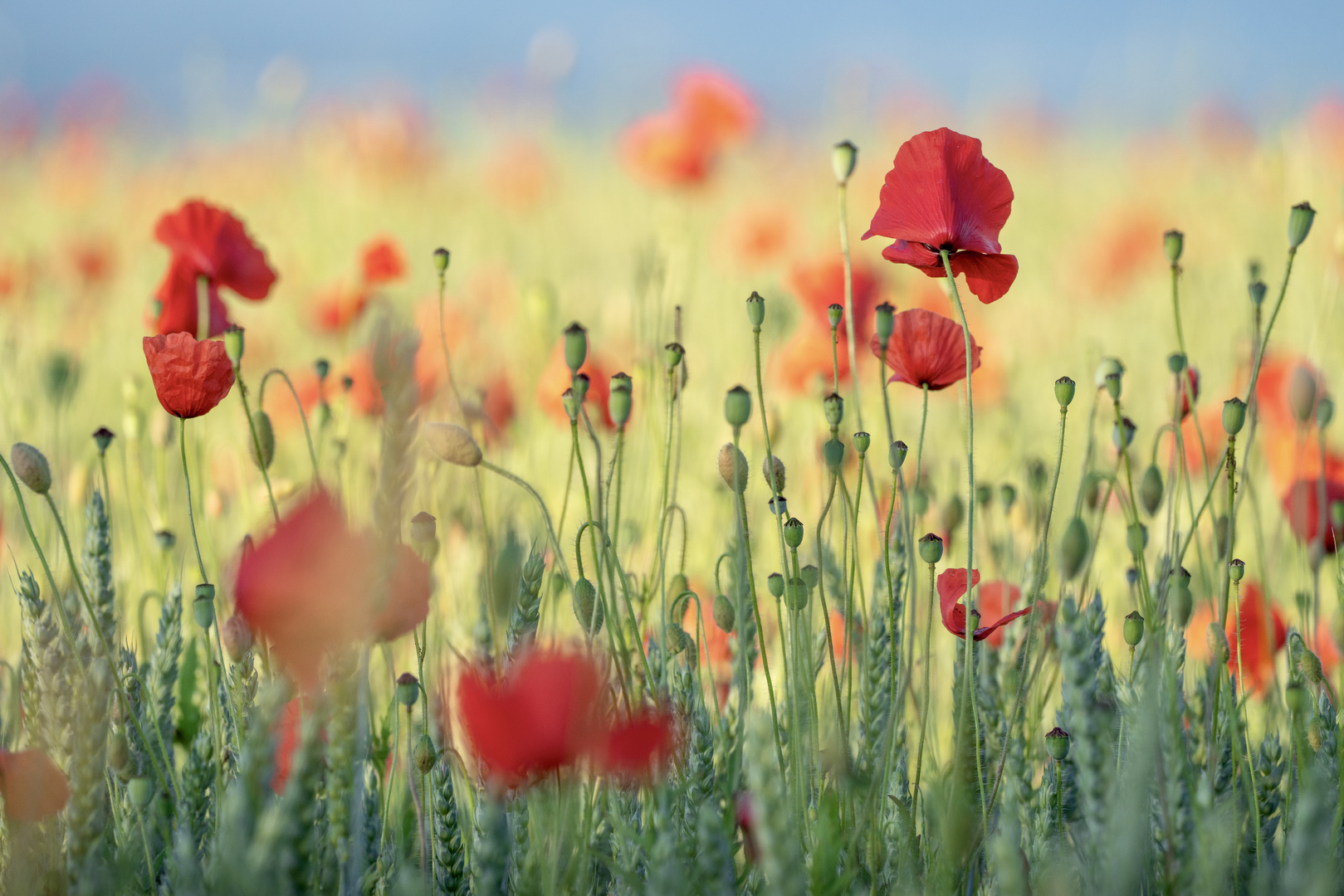 Mohn im Getreidefeld