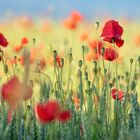 Mohn im Getreidefeld