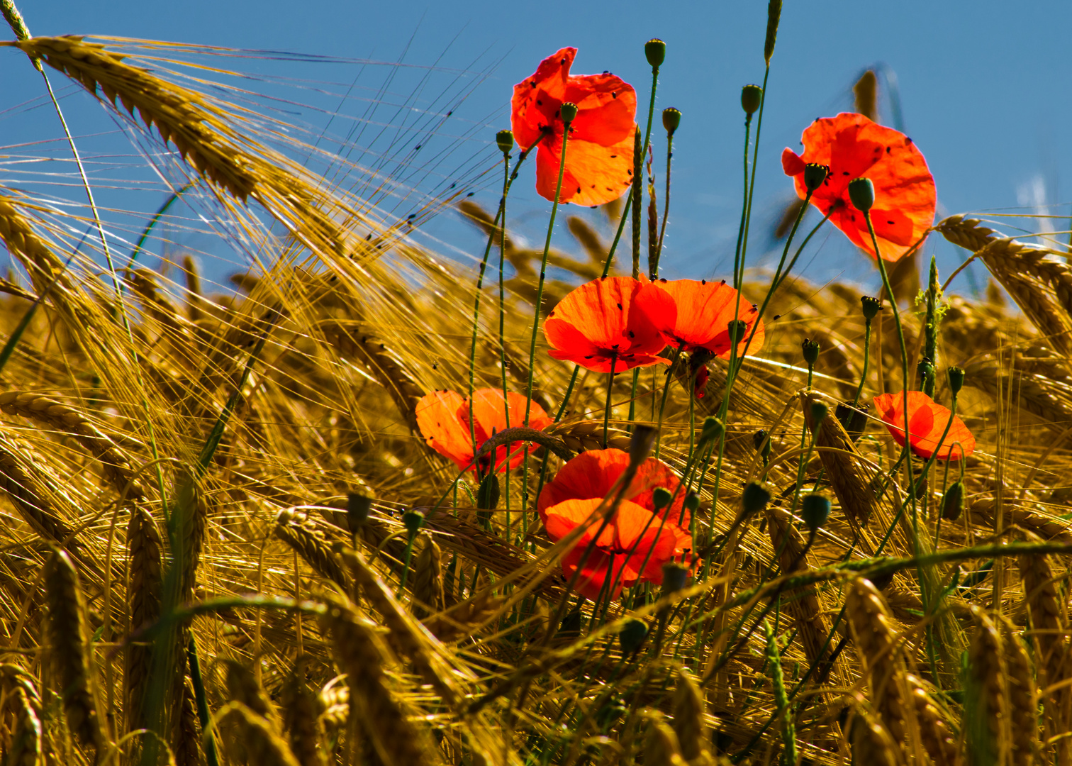 Mohn im Getreidefeld